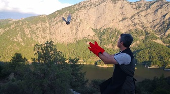 Şuhut'ta yetiştirilen 200 çil keklik Bucak'ın Kargı köyünde doğaya bırakıldı