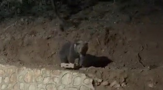 Tunceli Ovacık'ta yaklaşık 4 yıldır görülen ayı vatandaşlarca görüntülendi