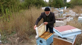 Yozgat Sorgun'da kenevir tarlası yanındaki arılıkta ilaçsız kenevir balı üretiliyor