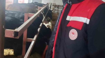 Dinar İlçe Tarım ve Orman Müdürlüğü ithal hayvan bulunan işletmeleri denetledi