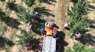 Isparta'da elma bahçelerinde hasat başladı, yaklaşık 1 milyon ton üretim bekleniyor