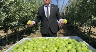Isparta'da elma hasadı başladı, 1 milyon 250 bin tonluk rekolte bekleniyor