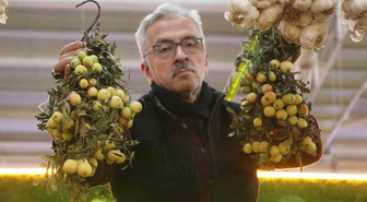 Sivas'ta üvez meyvesi bu yıl az yetişti, kilosu 200 TL'den siparişle satıldı