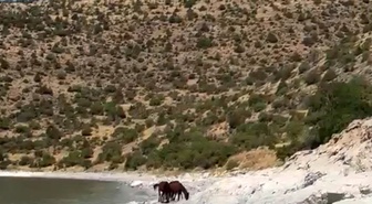 Van Gevaş'ta yılkı atları Van Gölü kıyısındaki tepelerde görüntülendi