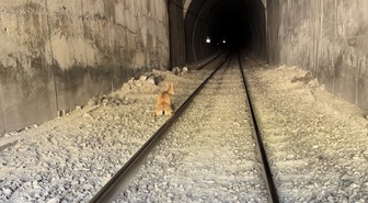 Elazığ'da dağ keçileri tünele girince tren çarptı, biri telef oldu, biri yaralandı