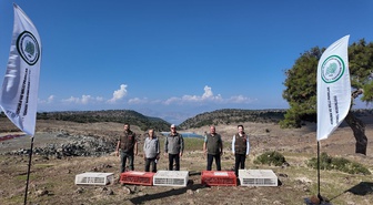 Gaziantep İslahiye'de DKMP ekipleri yüzlerce kınalı kekliği doğaya saldı