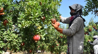 İzmir Selçuk'ta Hicaz narı hasadı başladı, ilk ihracat Selçuk'tan yapılıyor
