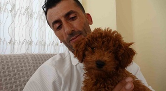 Antalya'da otobüste oyuncak sanılan köpek çipsiz çıkınca otobüs şoförü sahiplendi