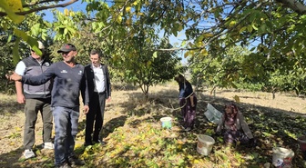 Bilecik Yenipazar'da ceviz hasadı başladı, Kaymakam Polat üreticilerle buluştu