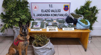 Elazığ'da operasyonda bin 256 kök kenevir ele geçirildi, 3 şüpheli tutuklandı