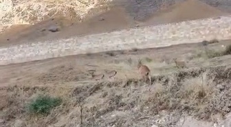 Elazığ Palu'daki tarihi kalede avlanması yasak dağ keçileri görüntülendi