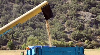 Ilgaz'da coğrafi işaretli sarıkılçık çeltiğinde hasat başladı, şeker oranı sıfır