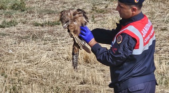 Jandarma, Muş-Varto yolunda yaralı kızıl şahini bulup koruma altına aldı