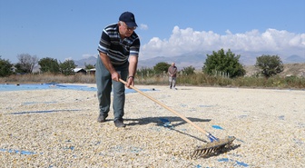 Kayseri'de 336 bin dekar kabak tarlası hasat öncesi sarıya büründü
