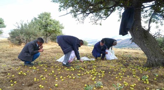 Muş Bilek'te yaklaşık 110 bin ahlat ağacında hasat 20 Kasım'a dek sürmesi bekleniyor