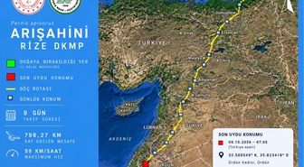 Rize'de doğaya salınan arı şahini 9 günde 798 kilometre katedip Ürdün'e ulaştı