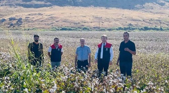 Şırnak Cizre'de pamuk hasadında biçerdöver denetimi ve verim tespiti yapılıyor