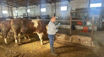 Aydıntepe'de şap aşılama 13 köye ulaştı, buzağı küpeleme de yapıldı