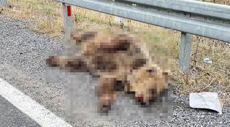 Erzincan-Refahiye yolunda ayının aracın çarpmasıyla telef olduğu değerlendiriliyor