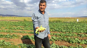 Gaziantep Araban'da turşuluk acur hasadı başladı, kilogramı 30 TL'den satılıyor