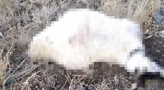 Hakkari Yüksekova'da yaylaya yıldırım isabet etti, çok sayıda küçükbaş telef oldu