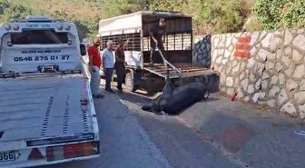 Mersin Tarsus'ta kamyonetten düşen büyükbaş hayvan iki kez bayıltılıp götürüldü