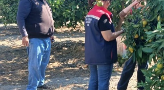 Söke'de narenciye bahçelerinde hasat öncesi pestisit denetimi yapıldı