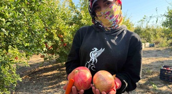 Antalya Serik'te nar hasadı yağış uyarısıyla erken başladı; tarlada kilosu 15-30 TL