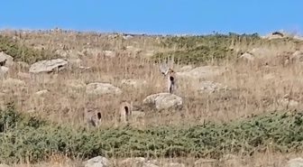 Ardahan'da vaşak ve iki yavrusu cep telefonu kamerasıyla görüntülendi