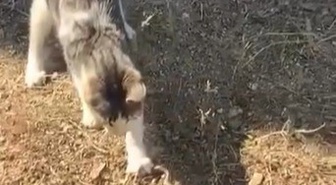 Bilecik'te kedi, fareyle oynar gibi yılanla oynarken cep telefonu kamerasına yansıdı