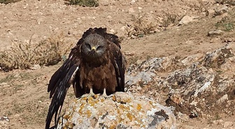 Elazığ'ın Hıdır Baba köyünde yaralı ve bitkin çaylak kuşu yetkililere teslim edildi