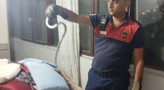 Hatay'ın Dörtyol ve Belen ilçelerinde yılanlar itfaiye ekiplerince doğaya bırakıldı