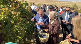 Mustafa Destici, Eskişehir Günyüzü'de üzüm hasadı yapıp bağcılık geleneğini sürdürdü