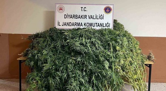 Diyarbakır'da jandarma operasyonunda 57 bin 702 kök kenevir ele geçirildi