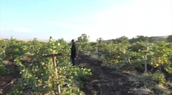 Diyarbakır'ın Silvan ilçesinde bağ bozumu başladı, pestil ve pekmez üretiliyor