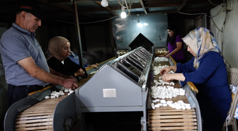 Diyarbakır Kulp'taki ipek fabrikası bin çiftçiye gelir, 35 kişiye istihdam sağlıyor
