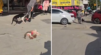 Esenyurt'ta ağızlıksız pitbull sokak kedisini öldürdü