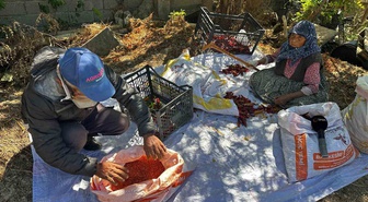 Karacabey'de 90 yaşındaki anne, oğlunun acı biberlerini akşama kadar temizliyor
