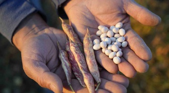 Kelkit şeker fasulyesi üretimi 12 bin dönüme ulaştı, Avrupa pazarı hedefleniyor
