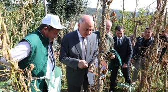 Ordu Akkuş'ta şeker fasulyesi hasat şenliği yapıldı, 2026 üretimi 2 bin 200 ton oldu
