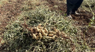 Osmaniye'de yer fıstığı hasadında dönüm başına 400-450 kilo verim çiftçiyi sevindirdi