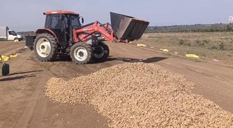 Tohumu 300 lira, ürünü 50 lira etmiyor! Çiftçiler dereye dökecek