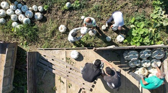 Sakarya'da tescilli bal kabağının hasadı başladı, tarlada 10-15 liradan satılıyor
