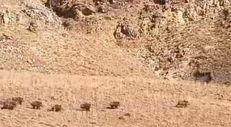 Van Özalp'te yaban domuzu sürüsü, koyun otlatan vatandaşların karşısına çıktı