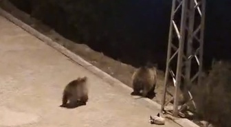 Yozgat Akdağmadeni'de anne ayı yavrularıyla çöp konteynerinde yiyecek ararken görüldü