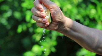 Adana'da limon 5 liraya düştü, Karadeniz kapalı olduğu için ihracat yapılamıyor