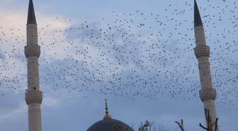 Amasya Suluova'da sığırcıklar sabah gökyüzünde dans etti, bazı vatandaşlar kaydetti