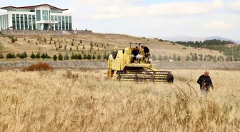 Ardahan Üniversitesi'nde kavılca hasadı tamamlandı, ata tohumu yaşatılıyor
