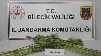 Bilecik Pazaryeri'de jandarma tarlada Hint keneviri buldu, bir zanlı gözaltına alındı