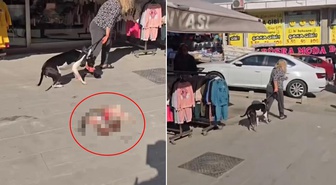 Kediyi parçalayan köpeğin sahibine ağır fatura
